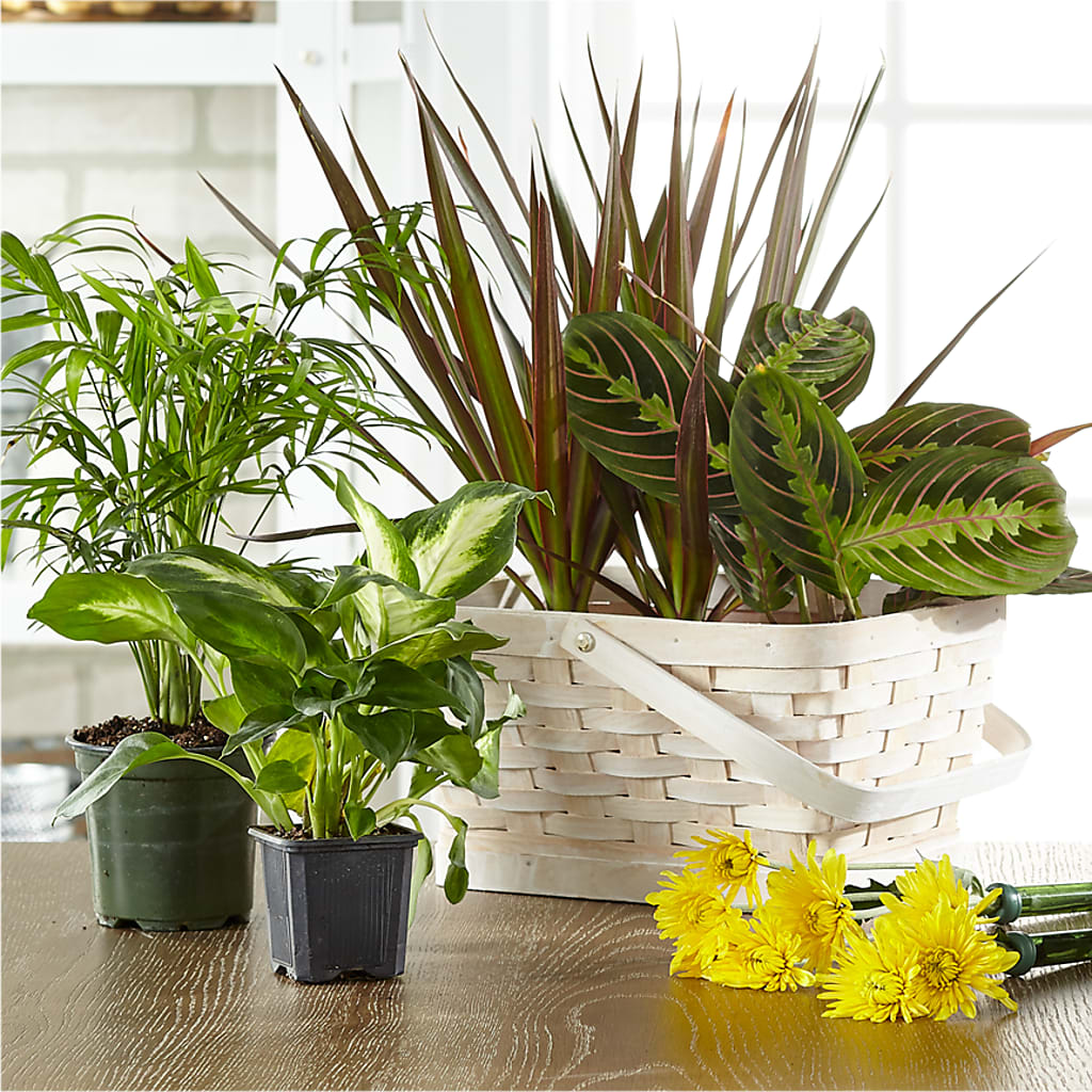 Florist Designed Blooming and Green Plants in a Basket – Salon Diane Aubin Fleuriste Inc., Jonquiere PQ