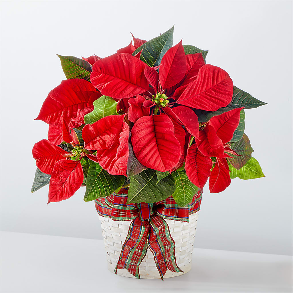 Happiest Holidays Poinsettia – Salon Diane Aubin Fleuriste Inc., Jonquiere PQ