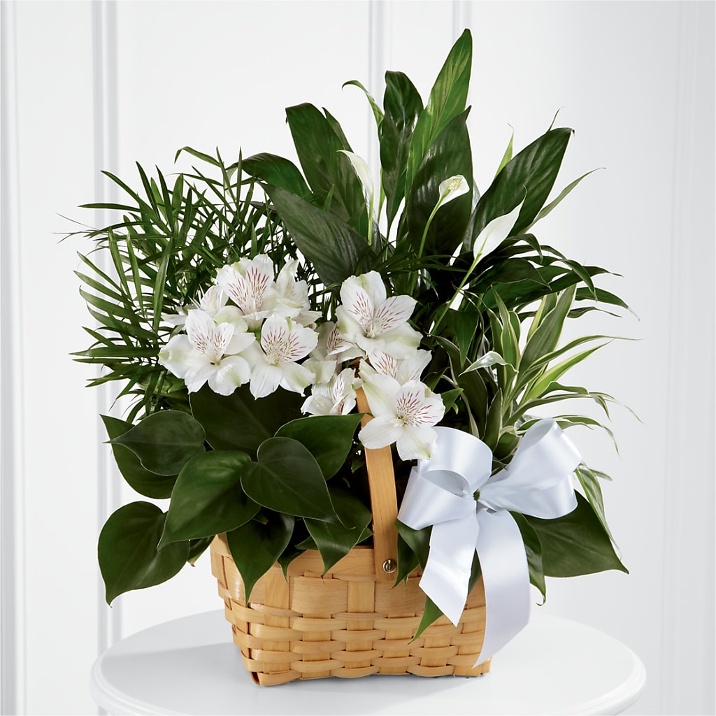 Peace & Serenity Dishgarden – Salon Diane Aubin Fleuriste Inc., Jonquiere PQ