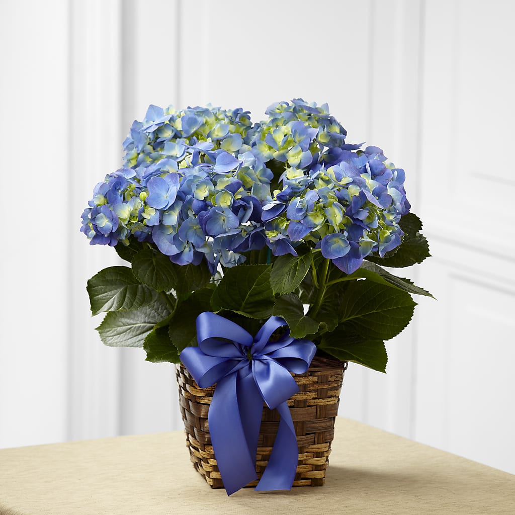 Blue Hydrangea Planter – Salon Diane Aubin Fleuriste Inc., Jonquiere PQ