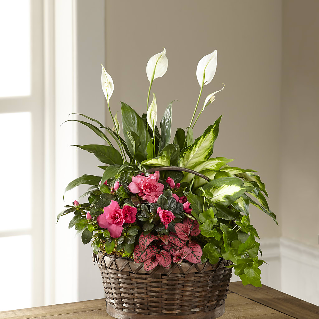 Dream in Pink Dishgarden – Salon Diane Aubin Fleuriste Inc., Jonquiere PQ