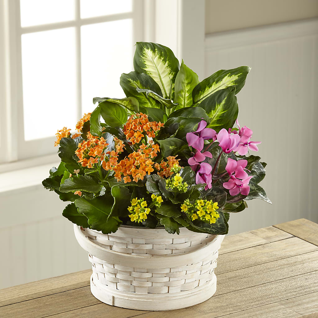 Color Crush Dishgarden – Salon Diane Aubin Fleuriste Inc., Jonquiere PQ