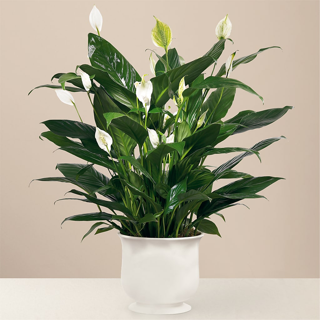 Comfort Planter – Salon Diane Aubin Fleuriste Inc., Jonquiere PQ
