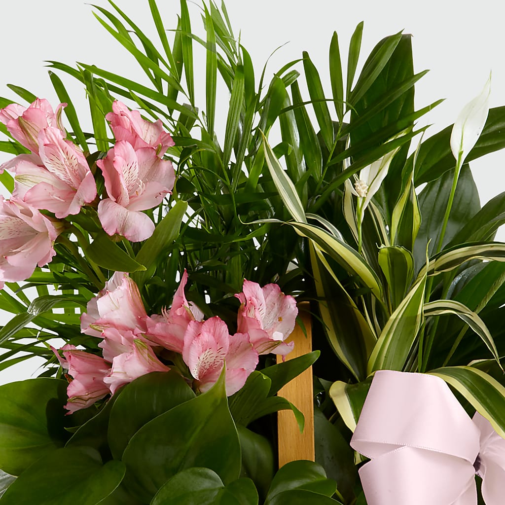 Living Spirit Dishgarden – Salon Diane Aubin Fleuriste Inc., Jonquiere PQ