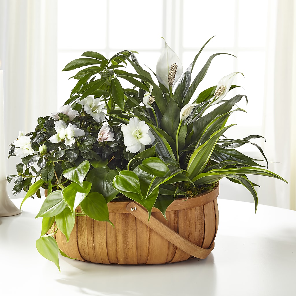 Serene Dishgarden – Salon Diane Aubin Fleuriste Inc., Jonquiere PQ