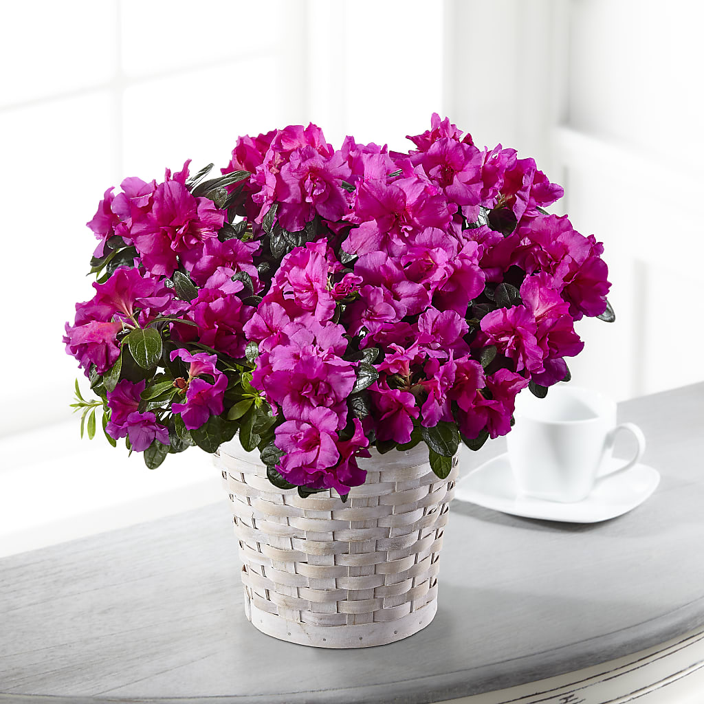 Hope & Serenity Azalea Plant – Salon Diane Aubin Fleuriste Inc., Jonquiere PQ