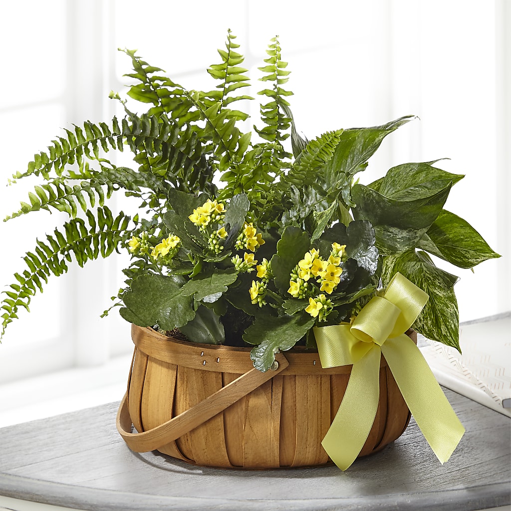 Always Dear Dishgarden – Salon Diane Aubin Fleuriste Inc., Jonquiere PQ