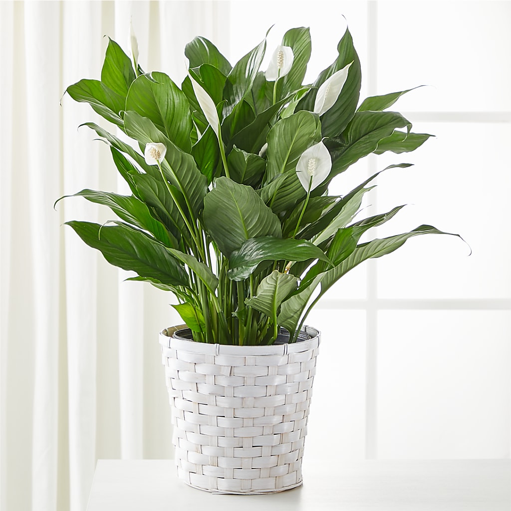 A New Leaf Peace Lily – Salon Diane Aubin Fleuriste Inc., Jonquiere PQ
