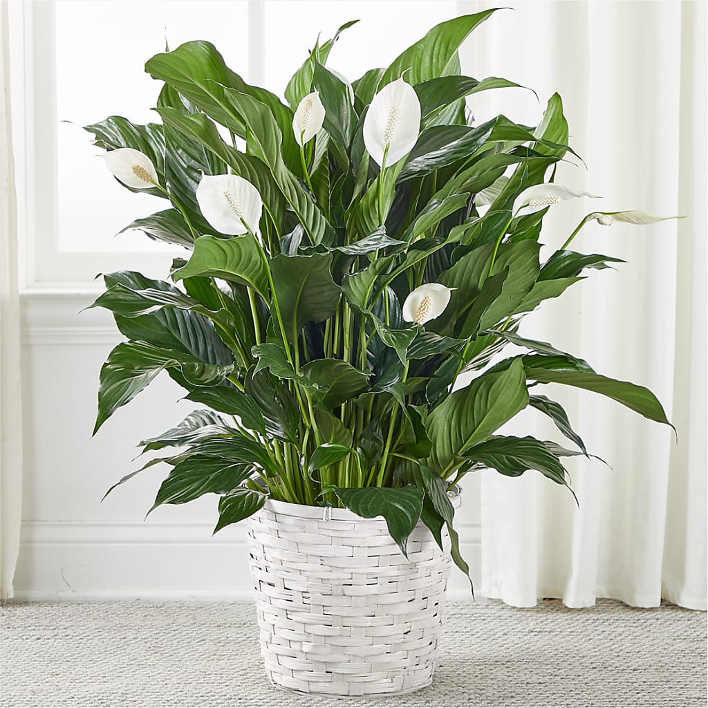 A New Leaf Peace Lily – Salon Diane Aubin Fleuriste Inc., Jonquiere PQ