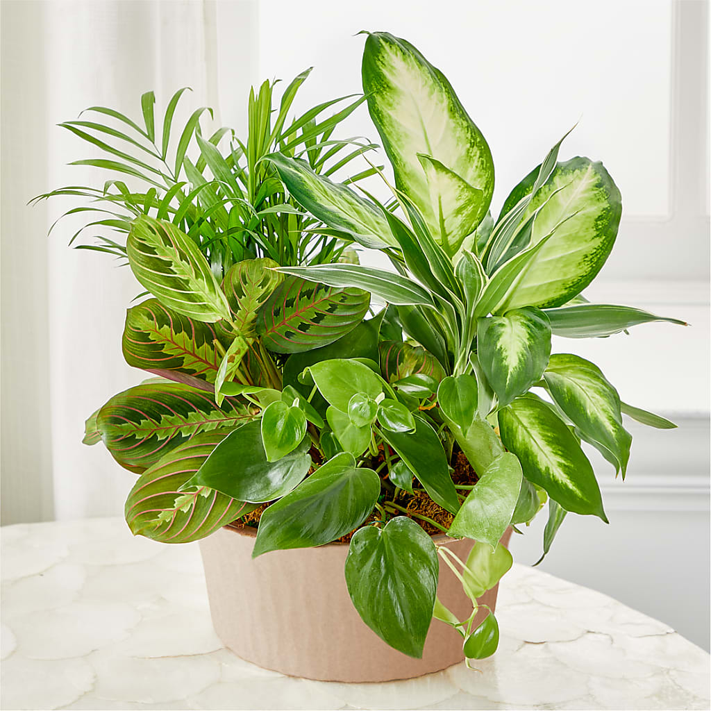 Balance & Harmony Dishgarden – Salon Diane Aubin Fleuriste Inc., Jonquiere PQ