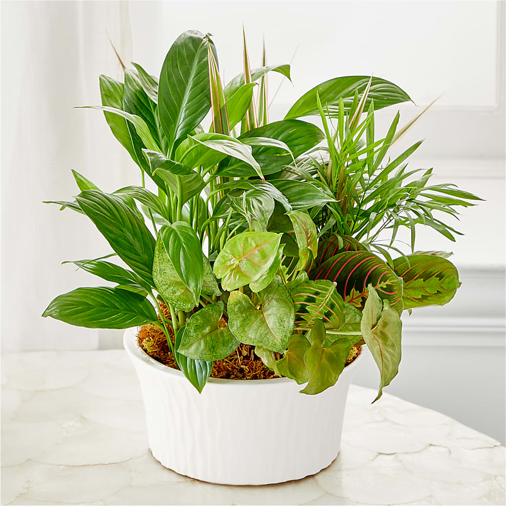 Balance & Harmony Dishgarden – Salon Diane Aubin Fleuriste Inc., Jonquiere PQ