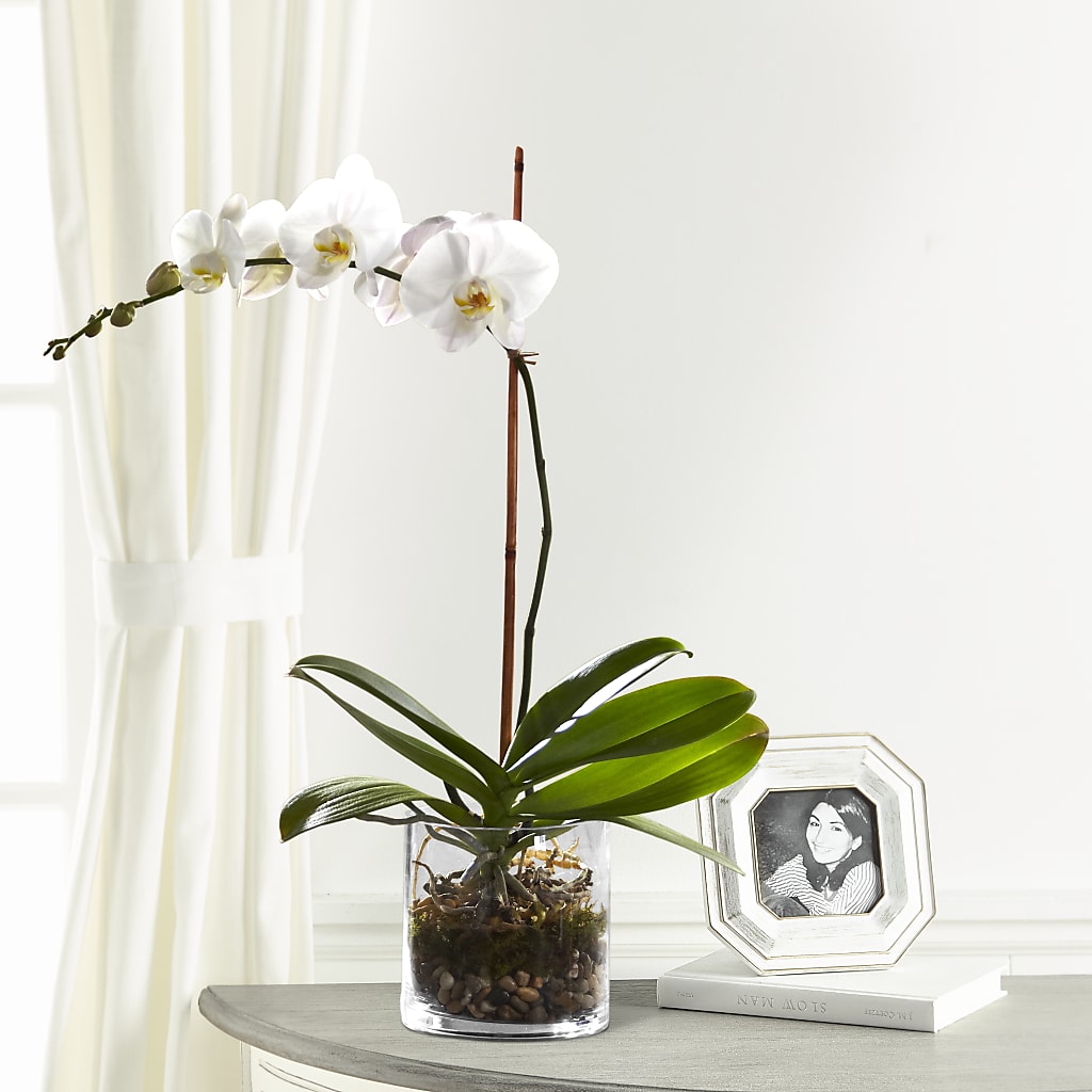 White Orchid Planter – Salon Diane Aubin Fleuriste Inc., Jonquiere PQ
