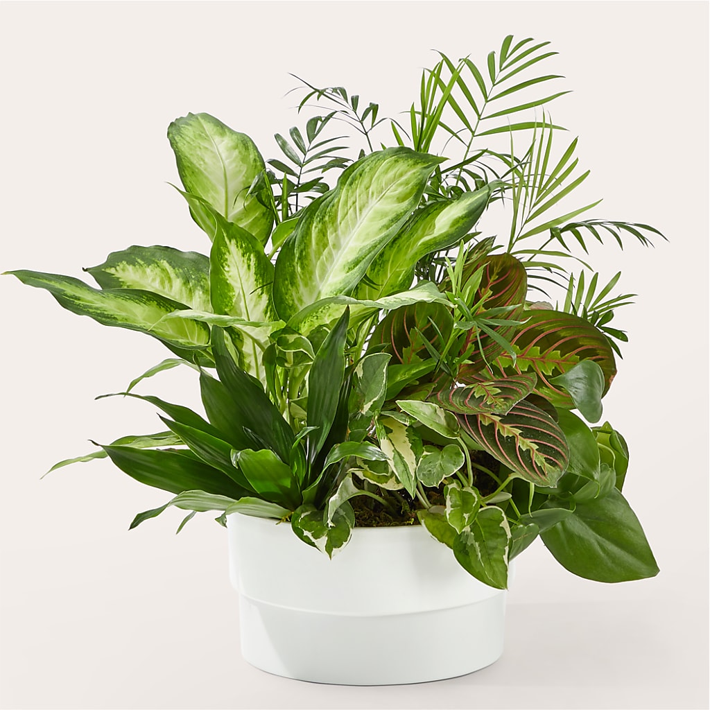 Radiating Positivity Dishgarden – Salon Diane Aubin Fleuriste Inc., Jonquiere PQ