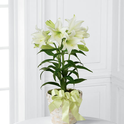 Easter Lily Plant –  Salon Diane Aubin Fleuriste Inc., Jonquiere PQ