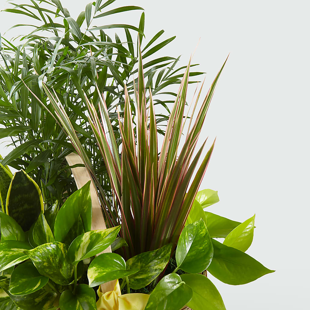 French Garden –  Salon Diane Aubin Fleuriste Inc., Jonquiere PQ