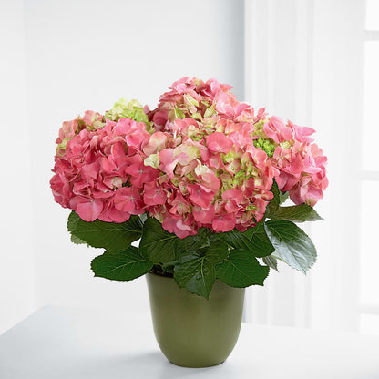 Pink Hydrangea Planter –  Salon Diane Aubin Fleuriste Inc., Jonquiere PQ