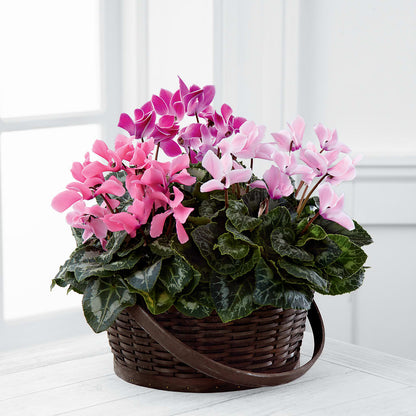 Mixed Cyclamen Planter –  Salon Diane Aubin Fleuriste Inc., Jonquiere PQ