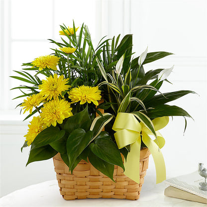 Loving Light Dishgarden –  Salon Diane Aubin Fleuriste Inc., Jonquiere PQ