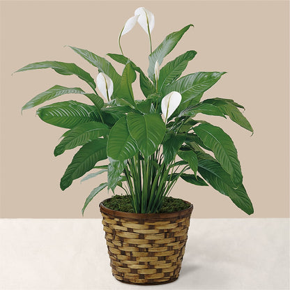 Tranquil Moments Peace Lily Plant –  Salon Diane Aubin Fleuriste Inc., Jonquiere PQ