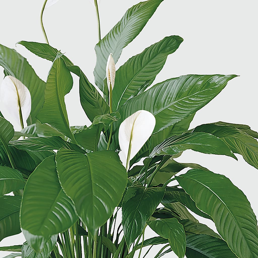 Tranquil Moments Peace Lily Plant –  Salon Diane Aubin Fleuriste Inc., Jonquiere PQ