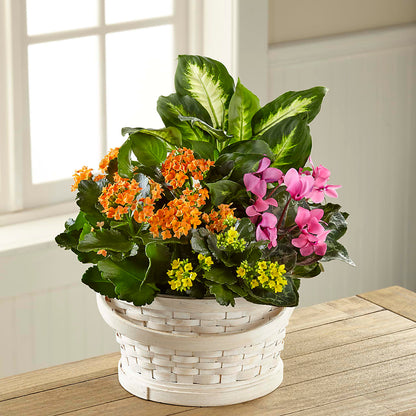 Color Crush Dishgarden –  Salon Diane Aubin Fleuriste Inc., Jonquiere PQ