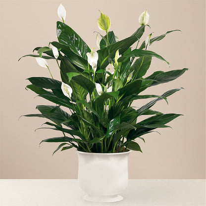 Comfort Planter –  Salon Diane Aubin Fleuriste Inc., Jonquiere PQ