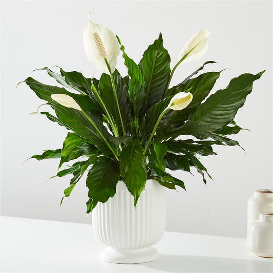 Comfort Planter –  Salon Diane Aubin Fleuriste Inc., Jonquiere PQ