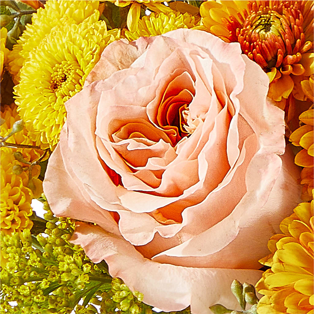 Peachy Pumpkin –  Salon Diane Aubin Fleuriste Inc., Jonquiere PQ