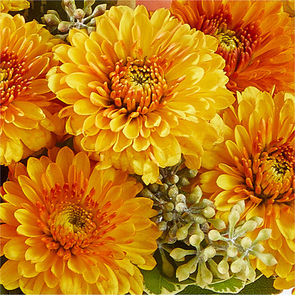 Peachy Pumpkin –  Salon Diane Aubin Fleuriste Inc., Jonquiere PQ
