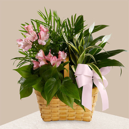 Living Spirit Dishgarden –  Salon Diane Aubin Fleuriste Inc., Jonquiere PQ