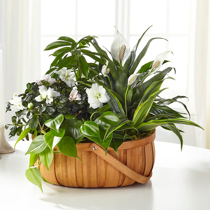 Serene Dishgarden –  Salon Diane Aubin Fleuriste Inc., Jonquiere PQ