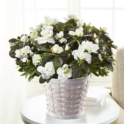 White Azalea Plant –  Salon Diane Aubin Fleuriste Inc., Jonquiere PQ