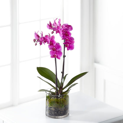 Pink Orchid Plant –  Salon Diane Aubin Fleuriste Inc., Jonquiere PQ