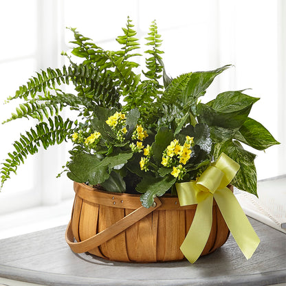 Always Dear Dishgarden –  Salon Diane Aubin Fleuriste Inc., Jonquiere PQ