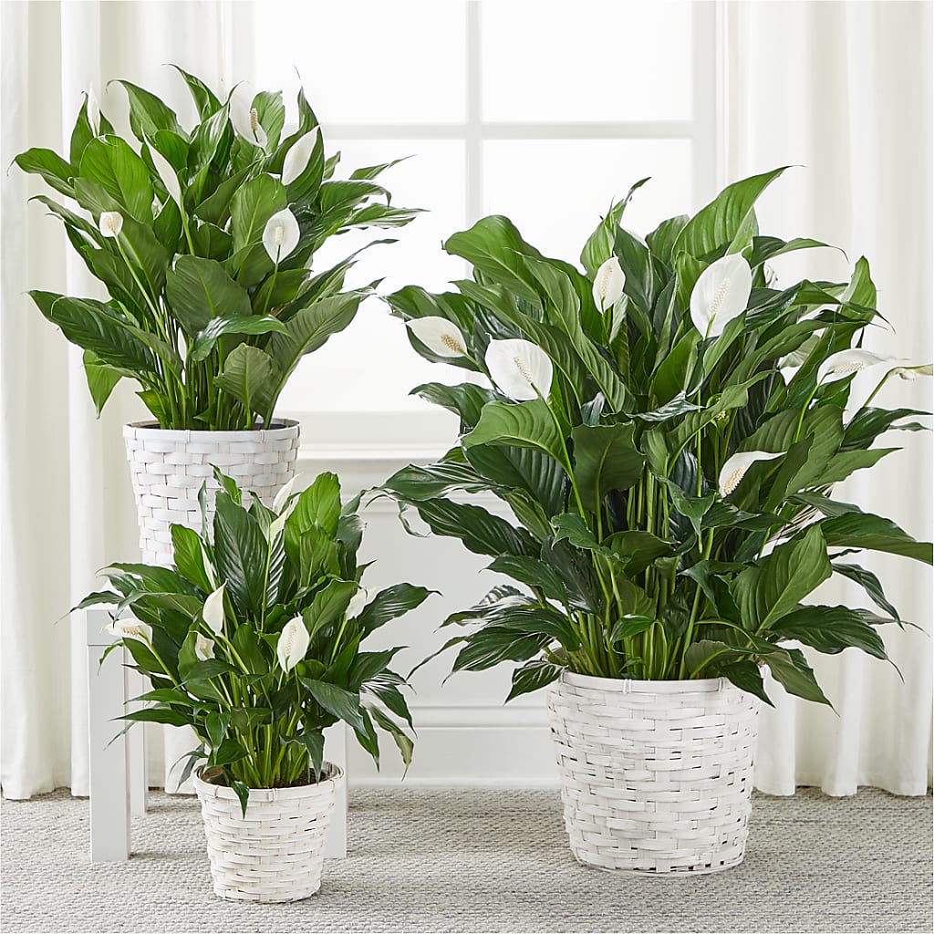 A New Leaf Peace Lily –  Salon Diane Aubin Fleuriste Inc., Jonquiere PQ