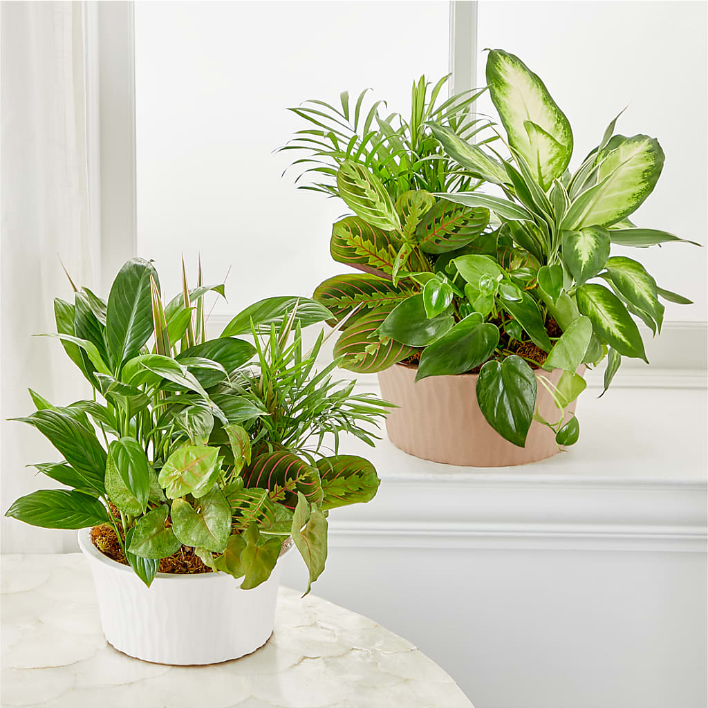 Balance & Harmony Dishgarden –  Salon Diane Aubin Fleuriste Inc., Jonquiere PQ