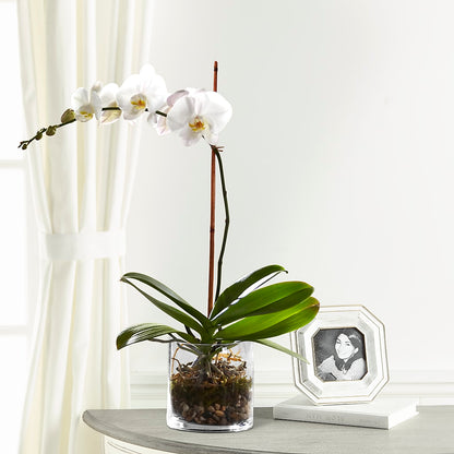 White Orchid Planter –  Salon Diane Aubin Fleuriste Inc., Jonquiere PQ